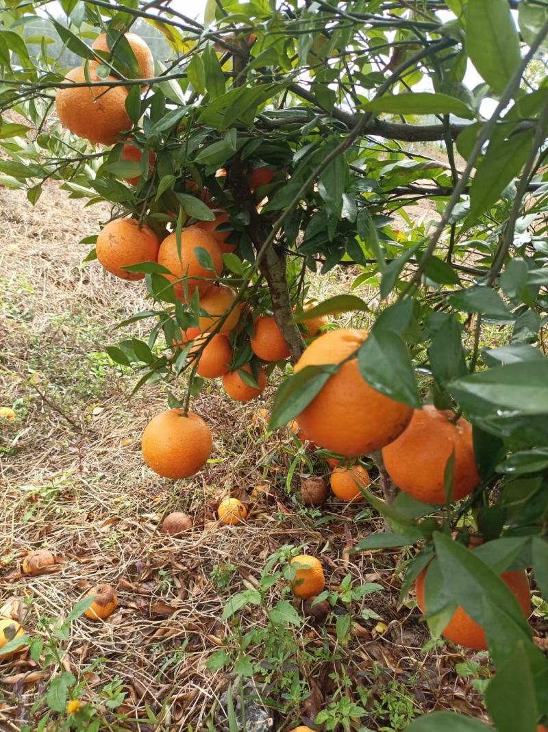 饶平潮州柑蕉柑柑果园大量现货欢迎订购