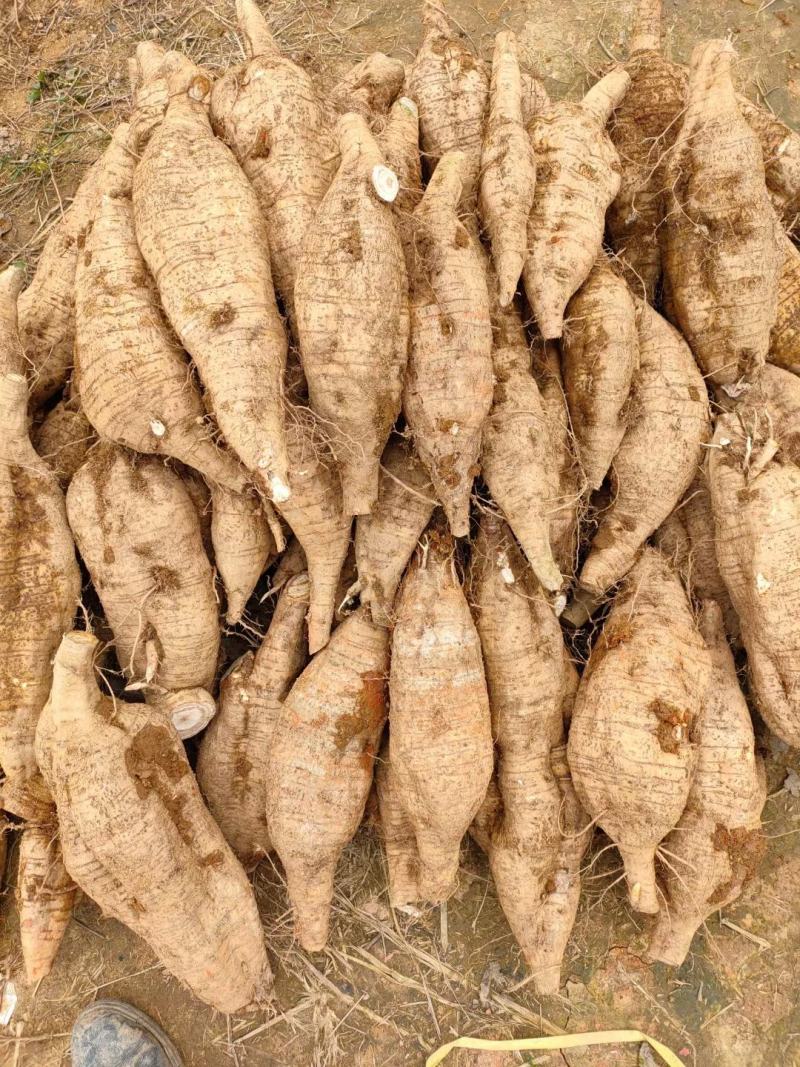 新鲜粉葛生葛和平粉葛根煲汤甘甜无渣粉葛