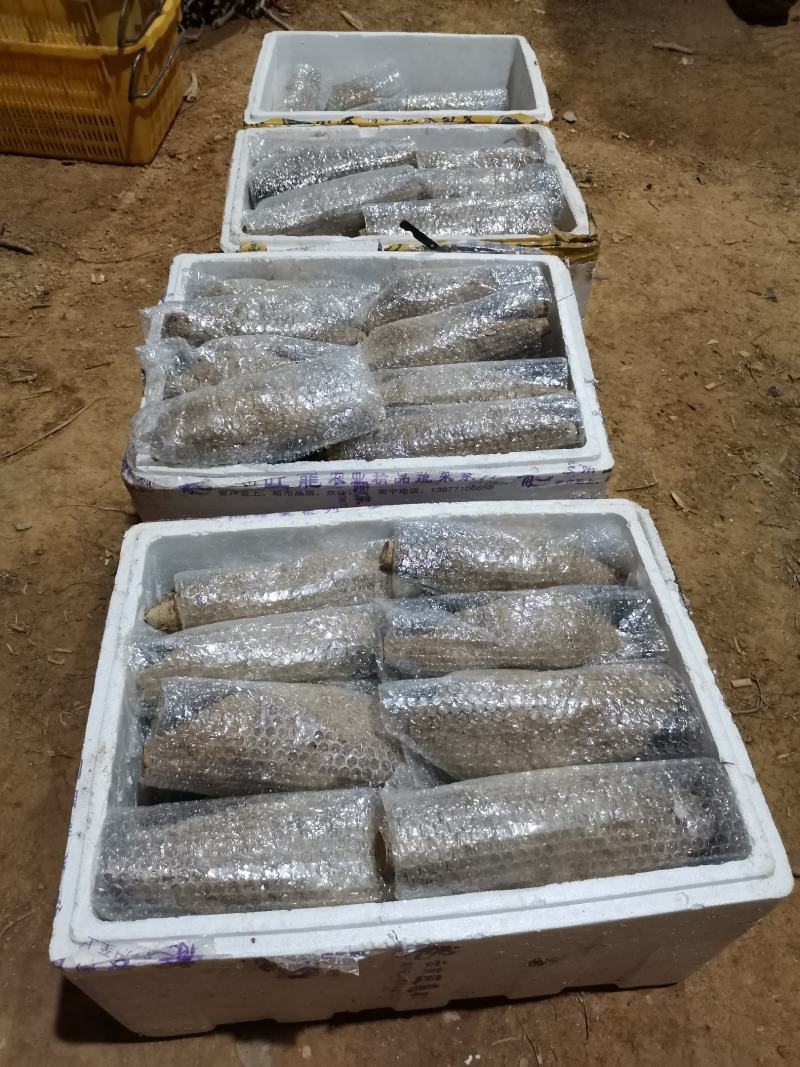 新鲜粉葛生葛和平粉葛根煲汤甘甜无渣粉葛