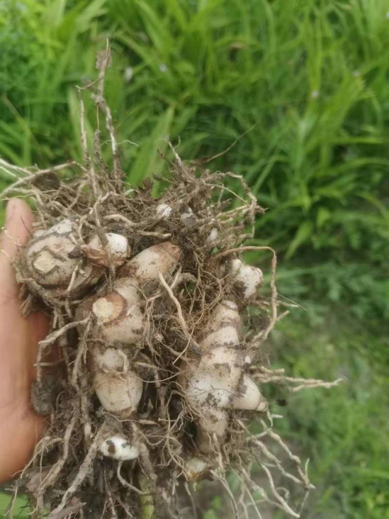 长期供应白芨品质保证量大从优24小时在线服务随时满足您的需求