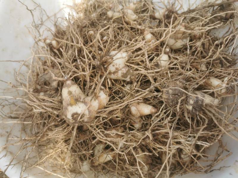 长期供应白芨品质保证量大从优24小时在线服务随时满足您的需求