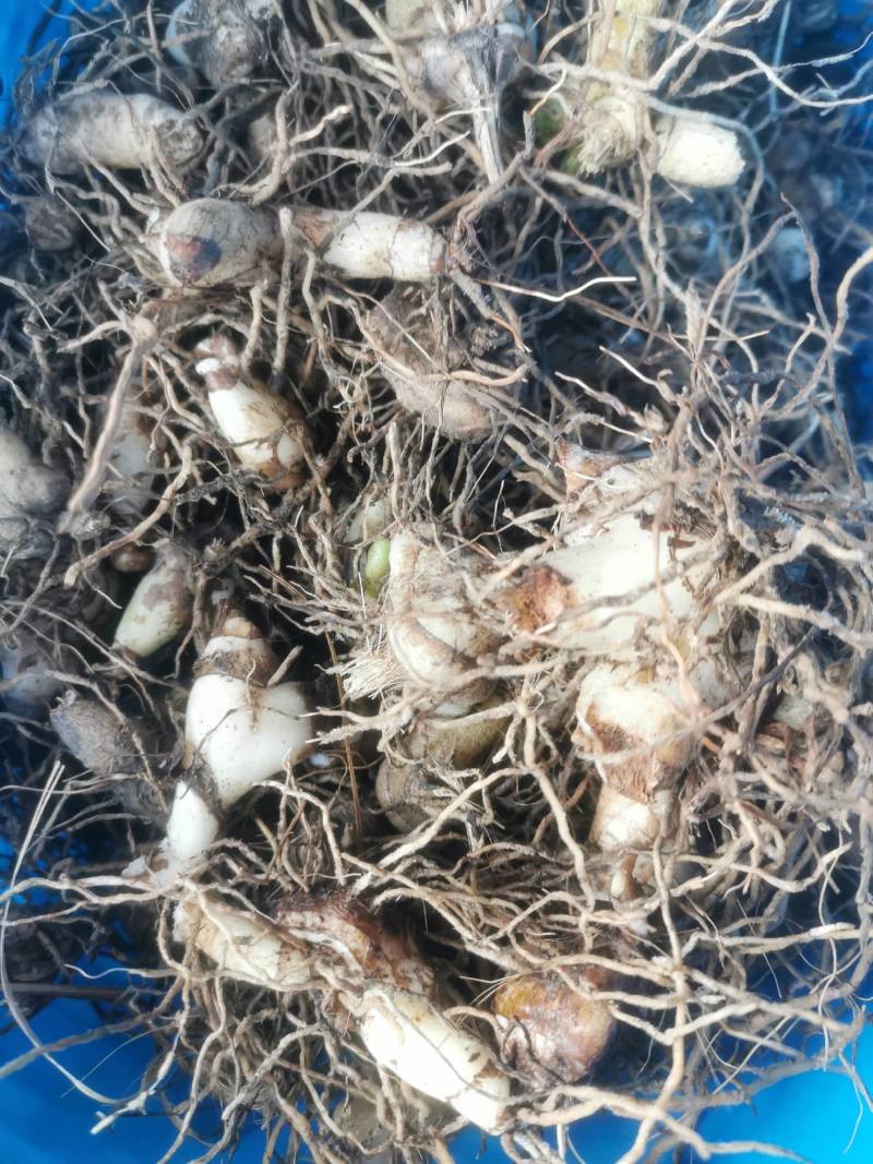 长期供应白芨品质保证量大从优24小时在线服务随时满足您的需求