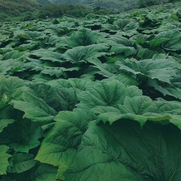 基地药用大黄