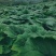 基地药用大黄