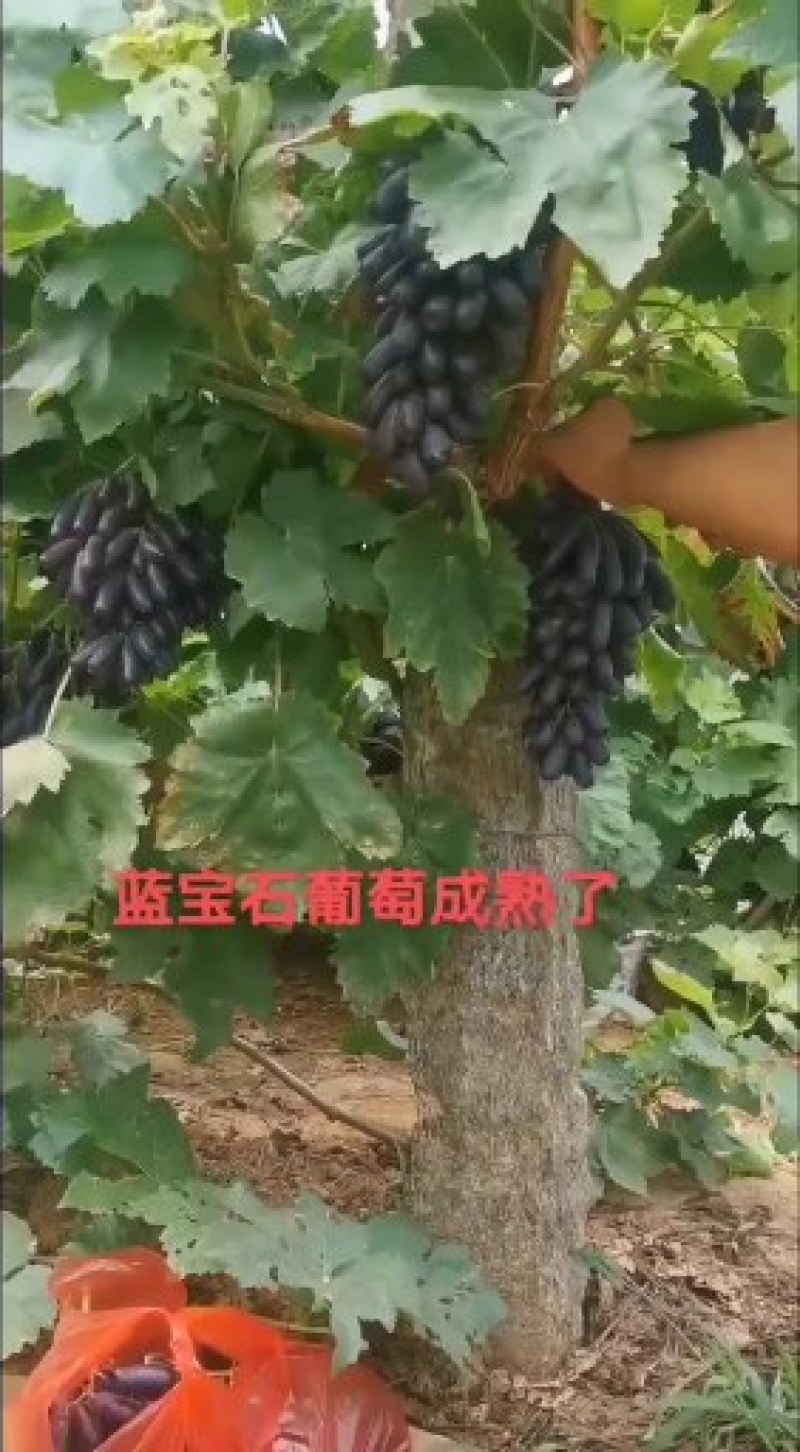 甜蜜蓝宝石葡萄苗批发基地，保活，死苗补发