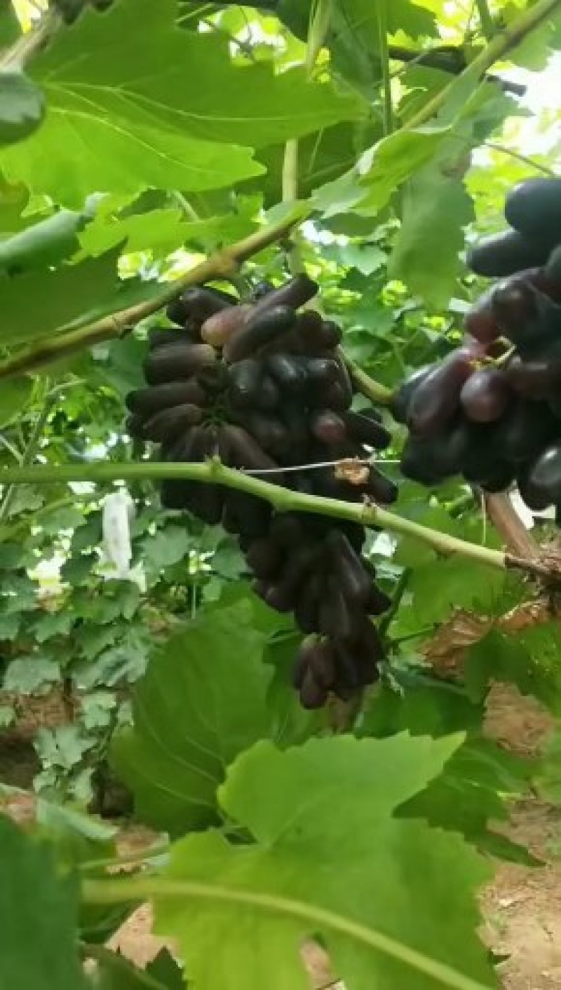 甜蜜蓝宝石葡萄苗批发基地，保活，死苗补发