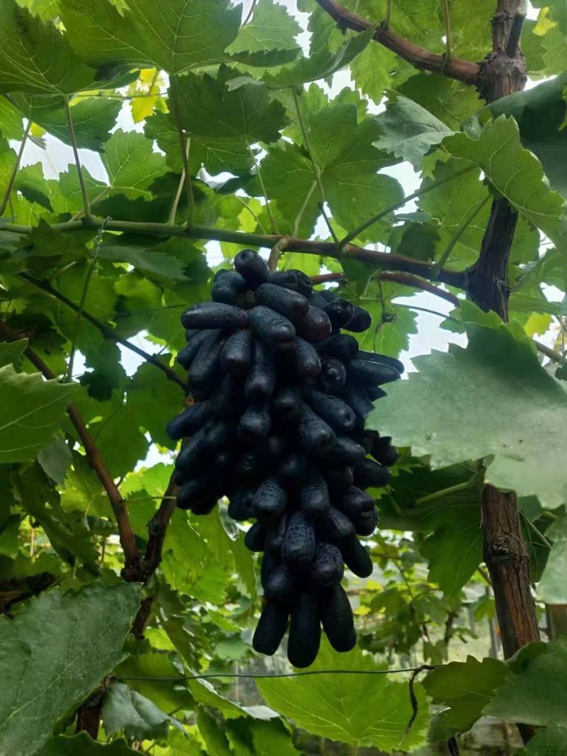 甜蜜蓝宝石葡萄苗批发基地，保活，死苗补发