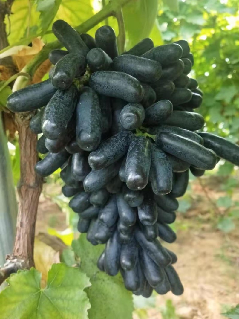 甜蜜蓝宝石葡萄苗批发基地，保活，死苗补发