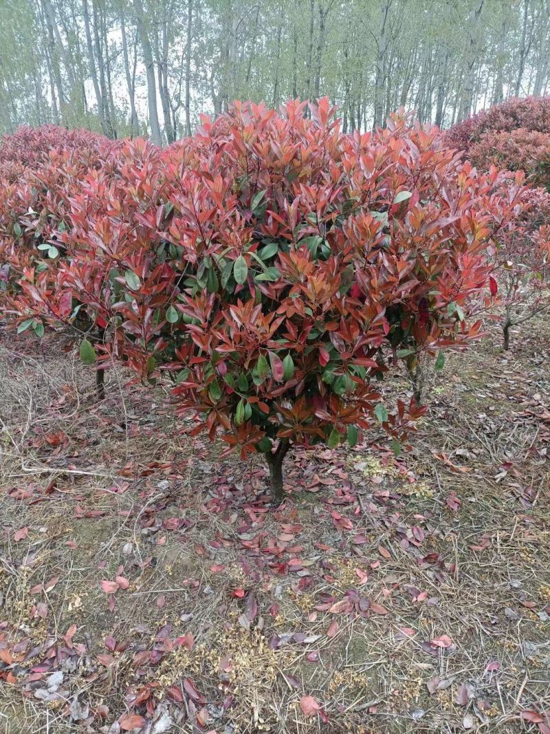 红叶石楠球杯苗直生石楠树
