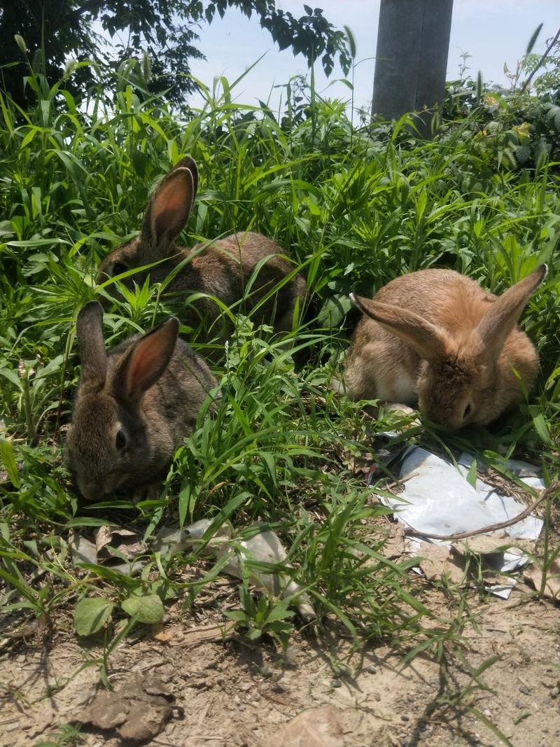 湖北兔子养殖兔养殖利润行情杂交野兔养殖提供种兔包技术包回