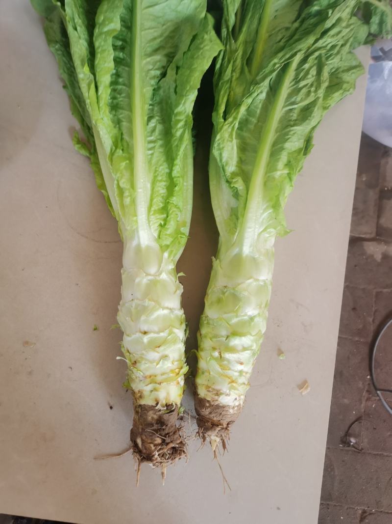 莴笋大量有货，欢迎新老顾客，订购