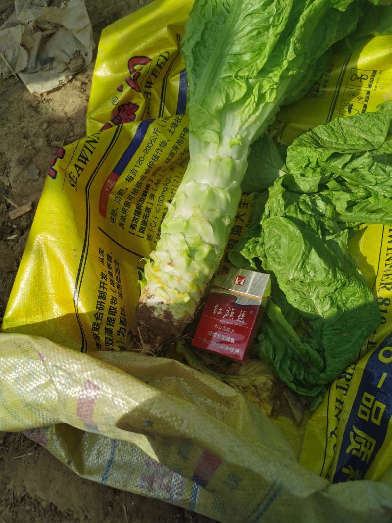 莴笋大量有货，欢迎新老顾客，订购