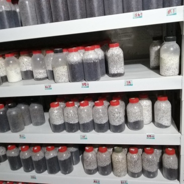 香菇原种，800毫升塑料瓶装，纯棉籽壳培养基，高压灭菌制