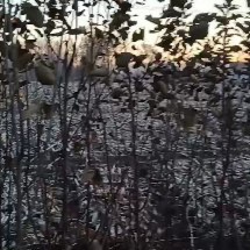 各种果树苗，李子苗