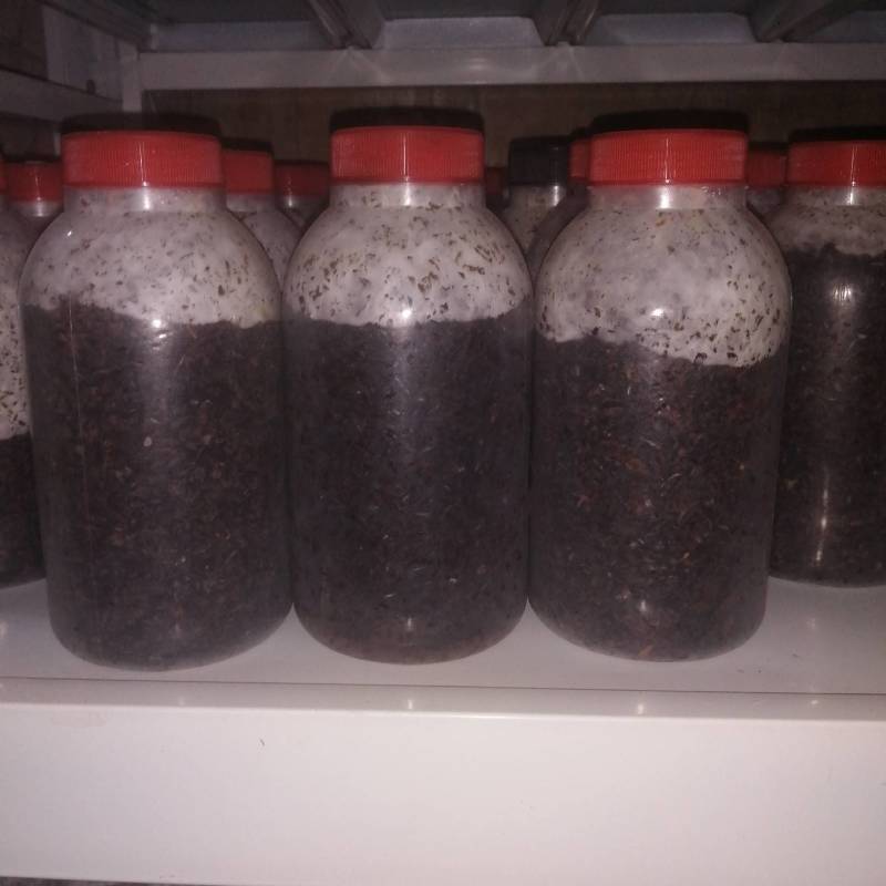 香菇原种，800毫升塑料瓶装，纯棉籽壳培养基，高压灭菌制