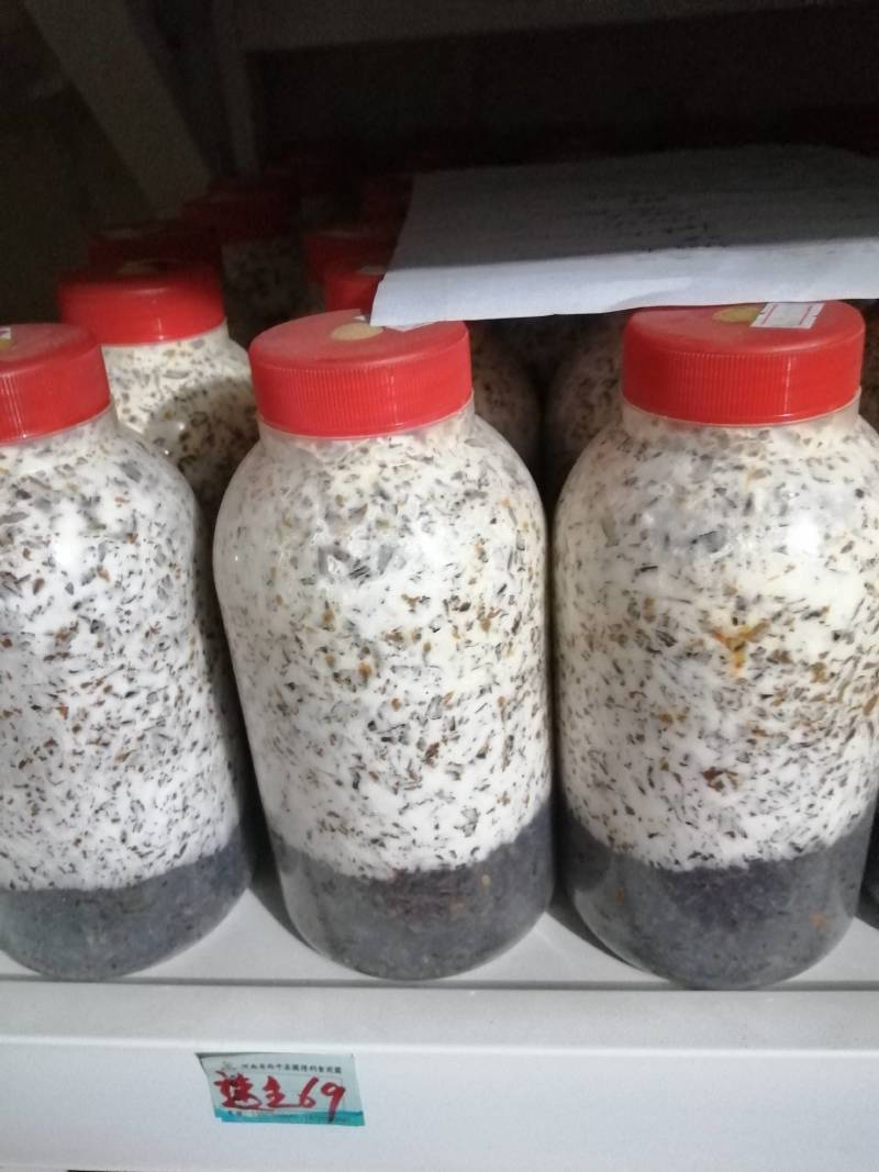 香菇原种，800毫升塑料瓶装，纯棉籽壳培养基，高压灭菌制