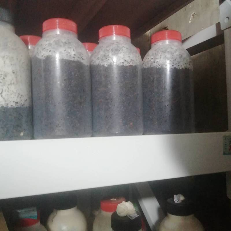 香菇原种，800毫升塑料瓶装，纯棉籽壳培养基，高压灭菌制