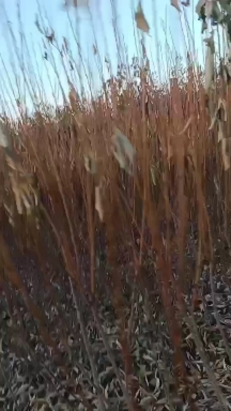 各种果树苗，李子苗