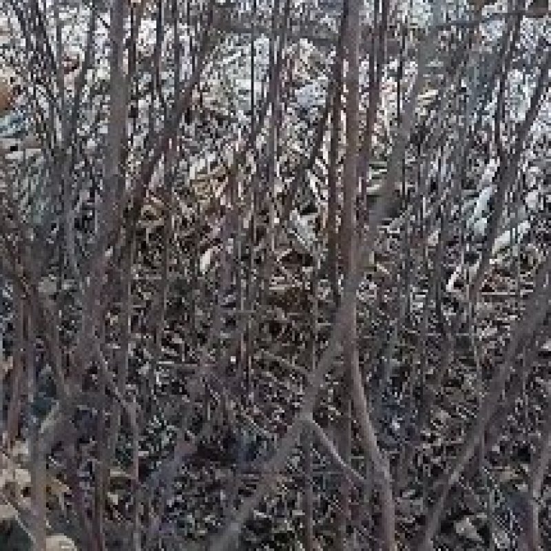 各种果树苗，李子苗