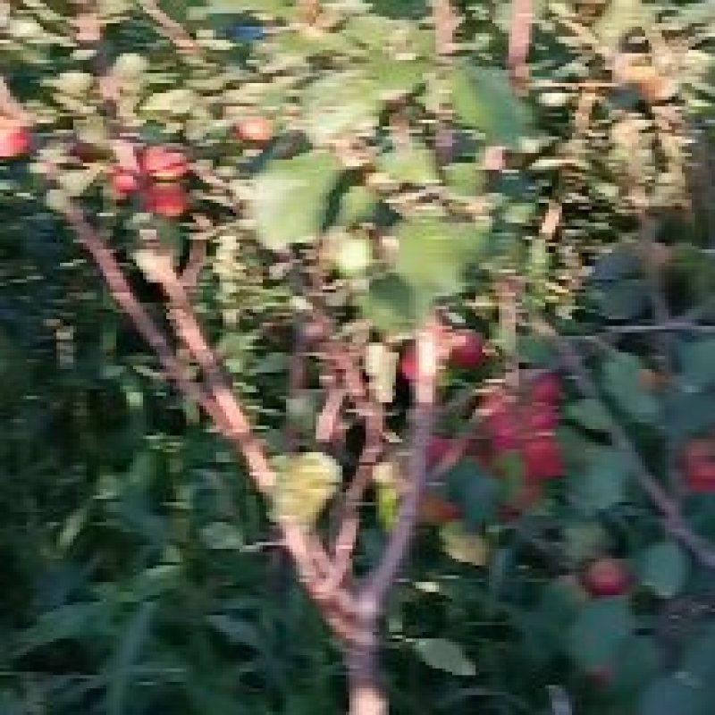 各种果树苗本子树苗