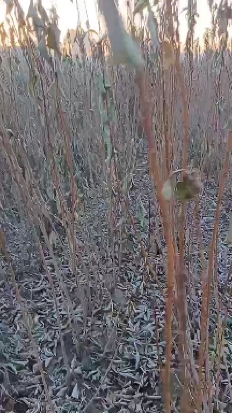 各种果树苗本子树苗