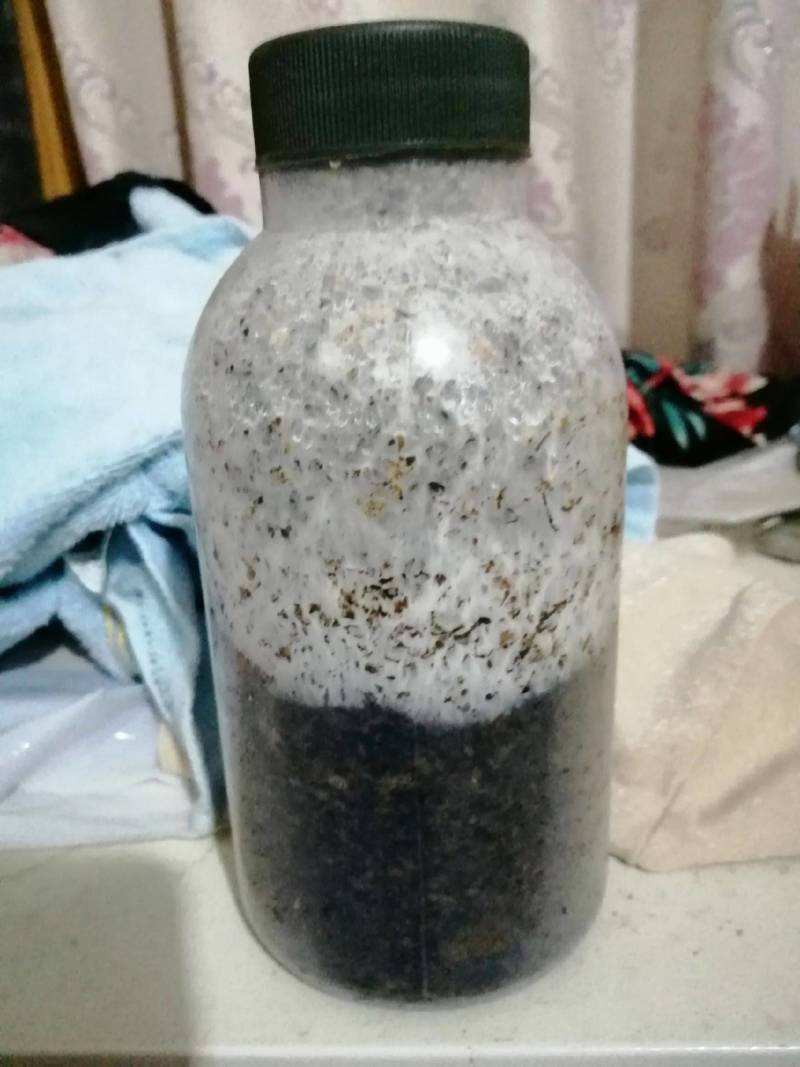 香菇原种，800毫升塑料瓶装，纯棉籽壳培养基，高压灭菌制