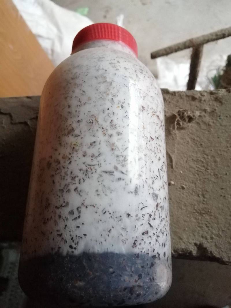 香菇原种，800毫升塑料瓶装，纯棉籽壳培养基，高压灭菌制