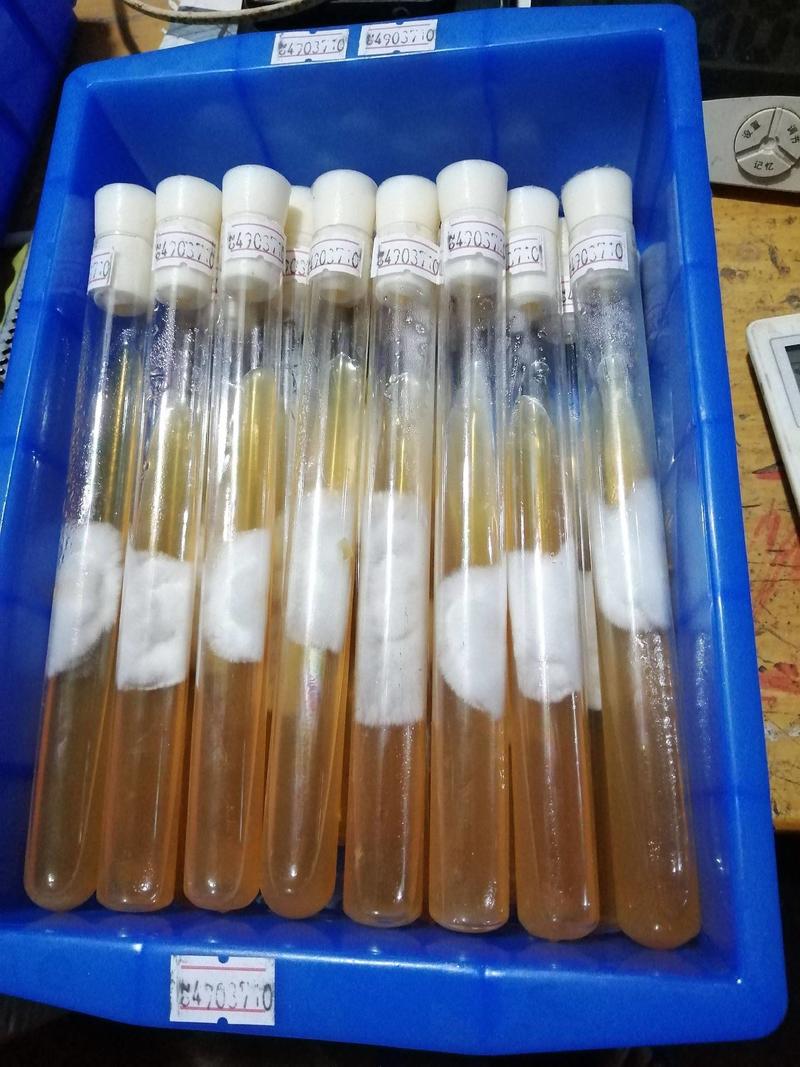 香菇菌种，800毫升塑料瓶装，纯棉籽壳培养基，高压灭菌制