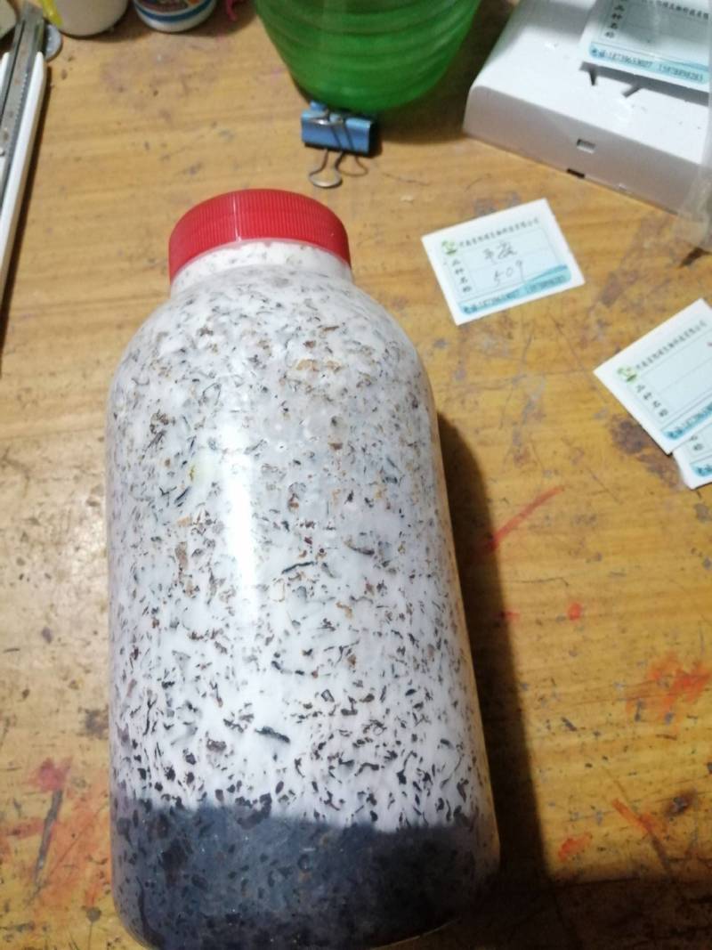 香菇原种，800毫升塑料瓶装，纯棉籽壳培养基，高压灭菌制