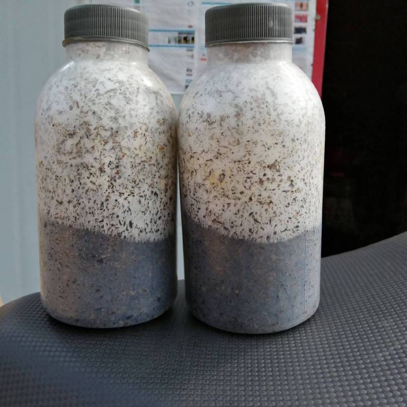 香菇原种，800毫升塑料瓶装，纯棉籽壳培养基，高压灭菌制