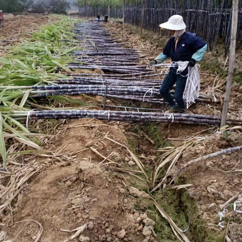 一级精品又甜又脆水分充足的黑皮果蔗，节巴均匀漂亮