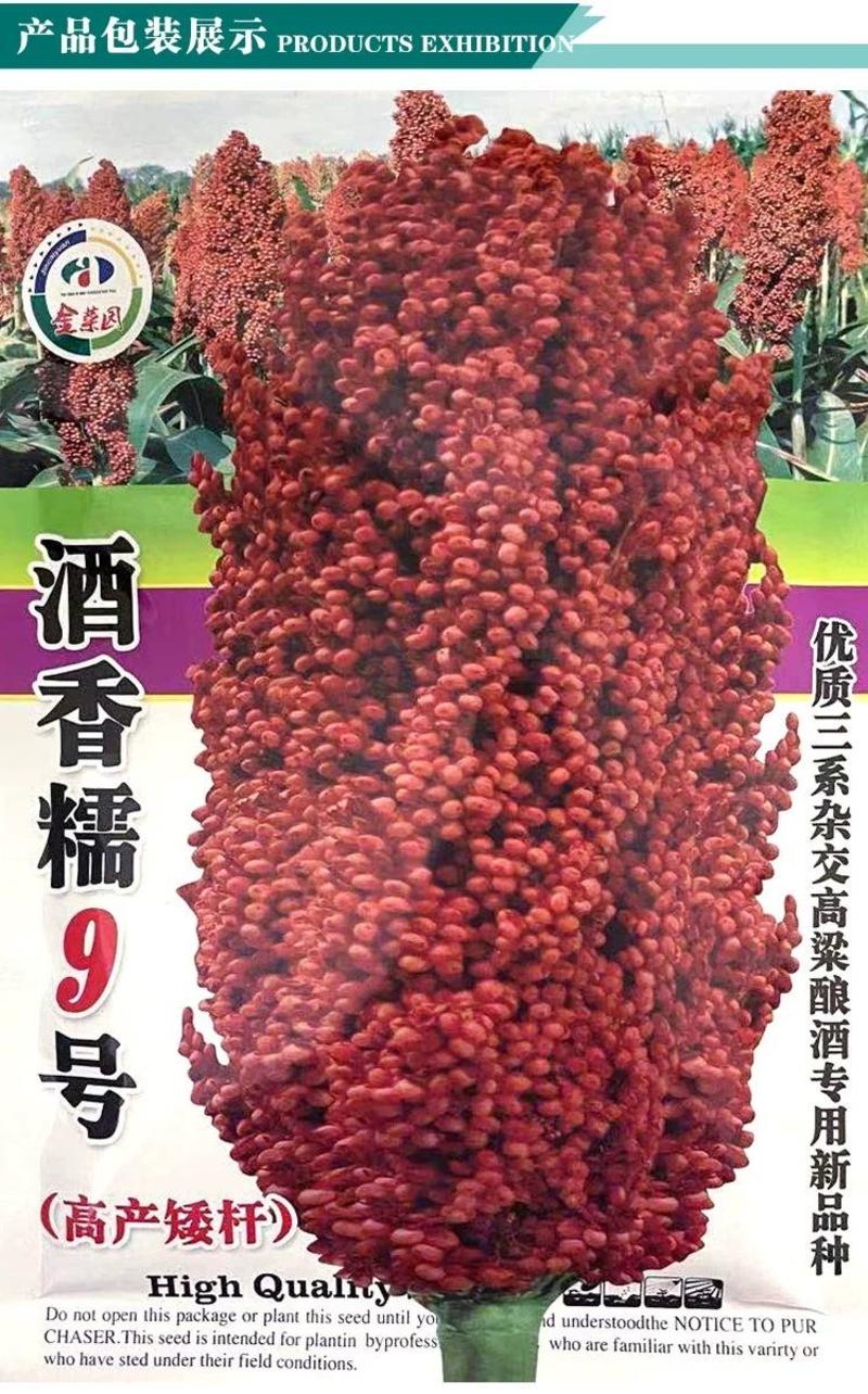酒香糯9号高粱种子，200克，株高160厘米