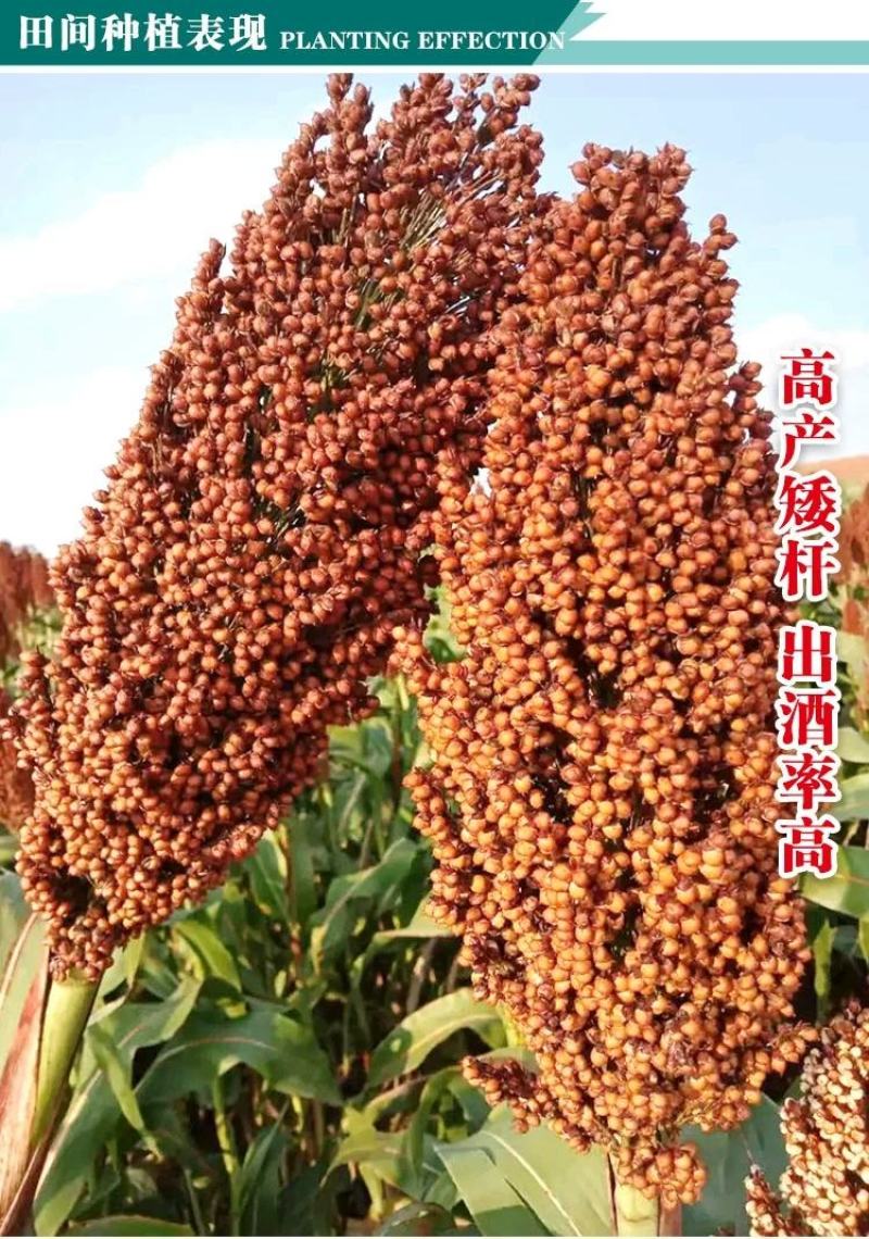 酒香糯9号高粱种子，200克，株高160厘米