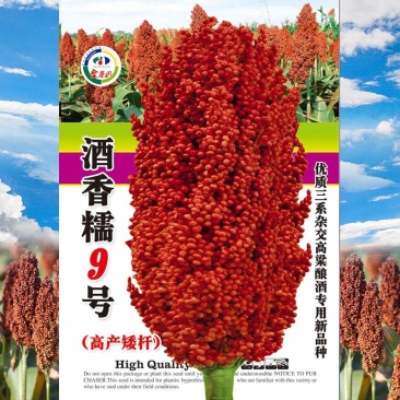 酒香糯9号高粱种子，200克，株高160厘米