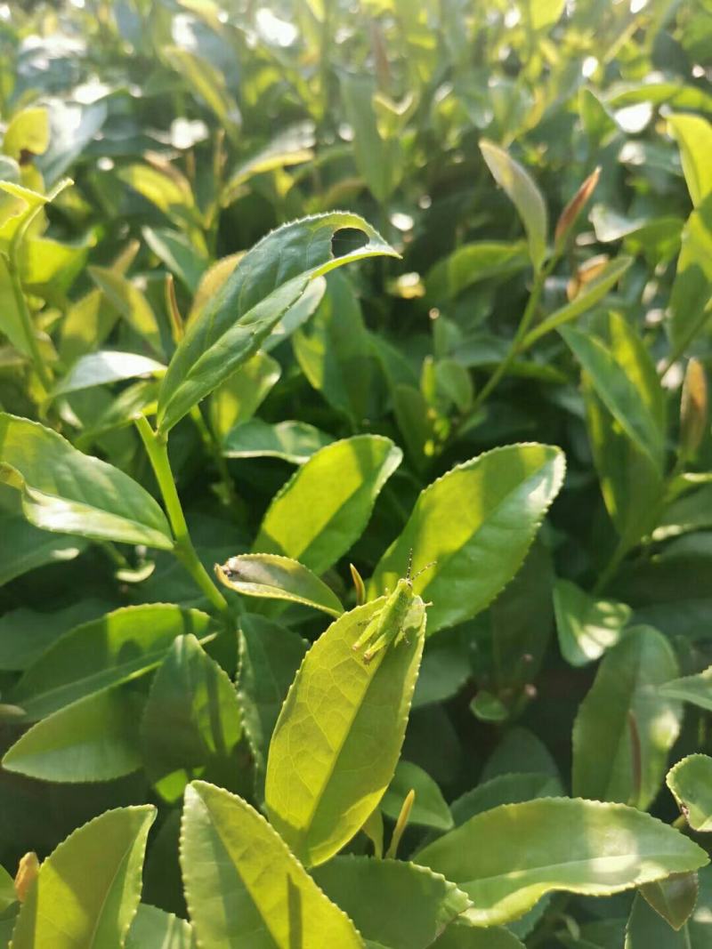 一杯好茶，自然酿造