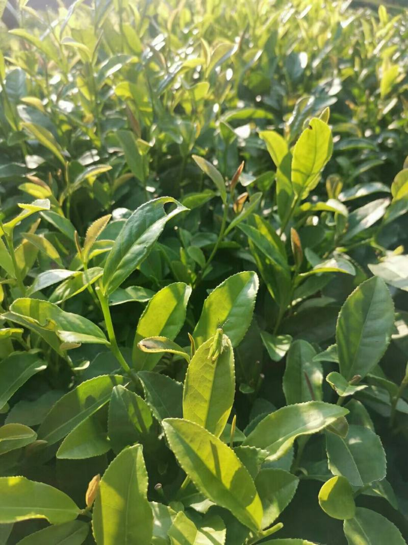 一杯好茶，自然酿造