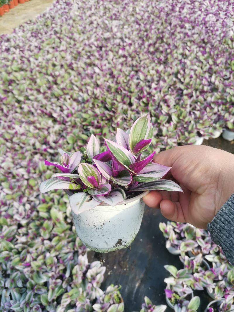 油画吊兰自家基地保质保量量大可以优惠