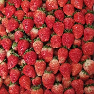 奶油草莓文集天仙醉草莓即将上市颗粒饱满圆润口感香甜