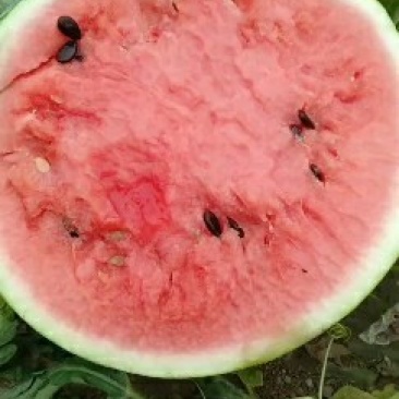 西瓜