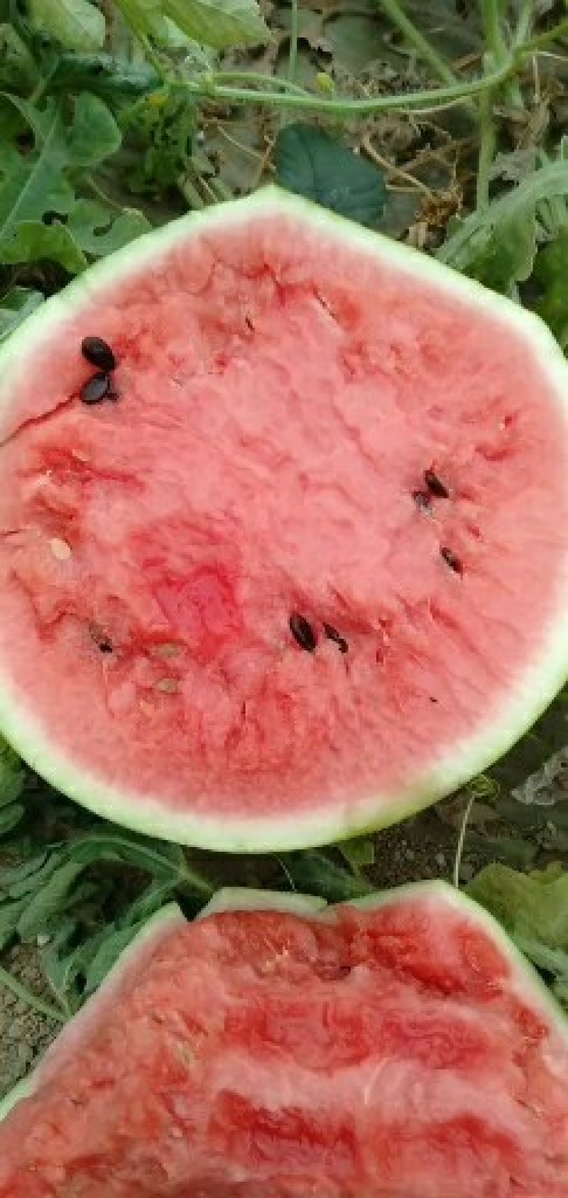 西瓜