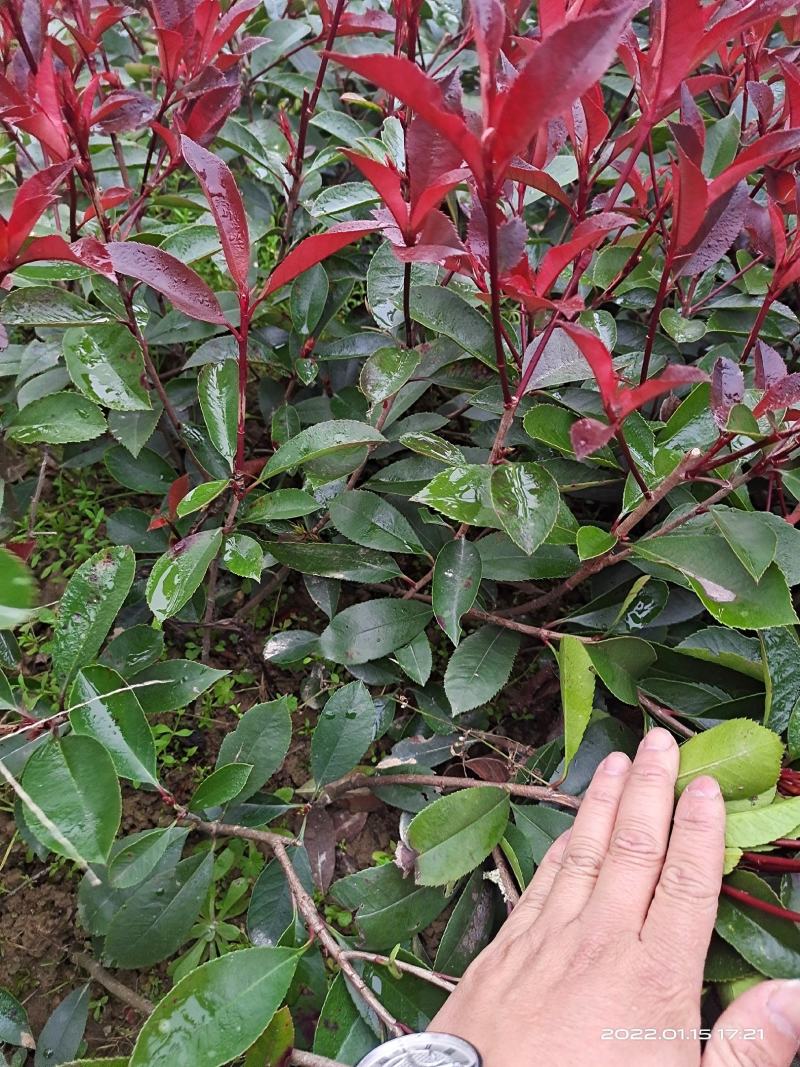 精品红叶石楠地苗根系发达易成活苗圃直供对接全国