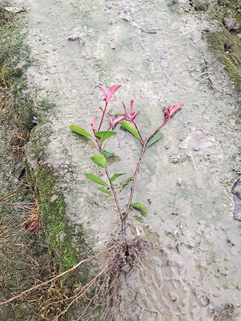 精品红叶石楠地苗根系发达易成活苗圃直供对接全国