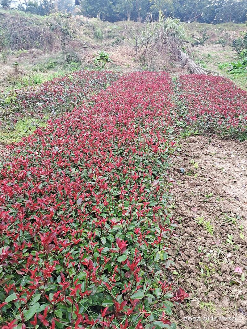 精品红叶石楠地苗根系发达易成活苗圃直供对接全国