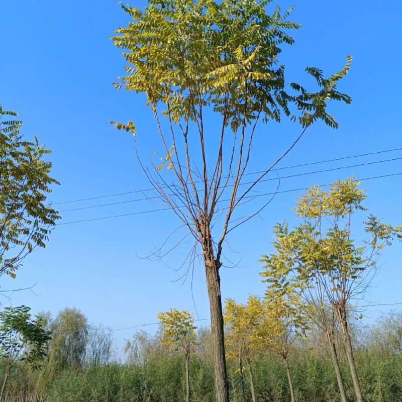 6公分香花槐，苗圃直销