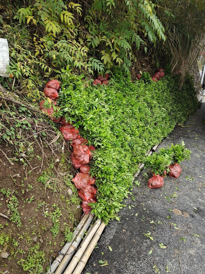 杜鹃地苗移栽地苗根系很发达易成活基地直供