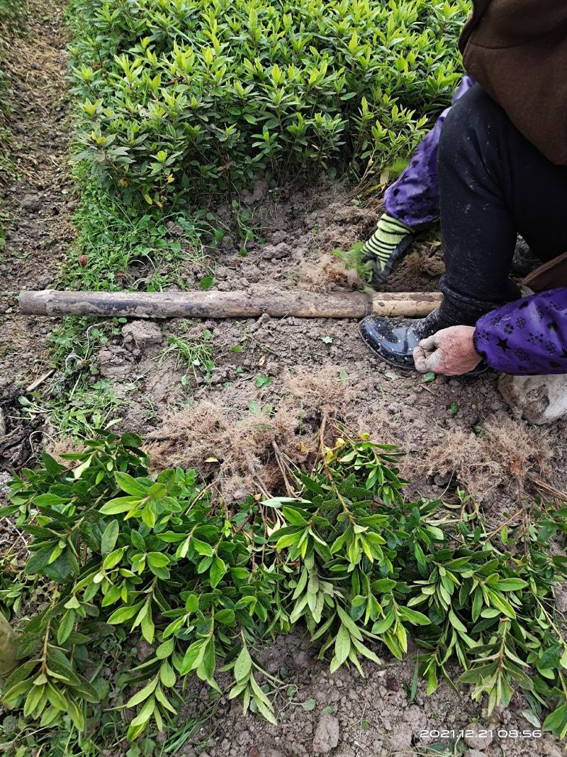 杜鹃地苗移栽地苗根系很发达易成活基地直供