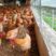 130多天仙居母鸡，3斤左右。开始产蛋！！！