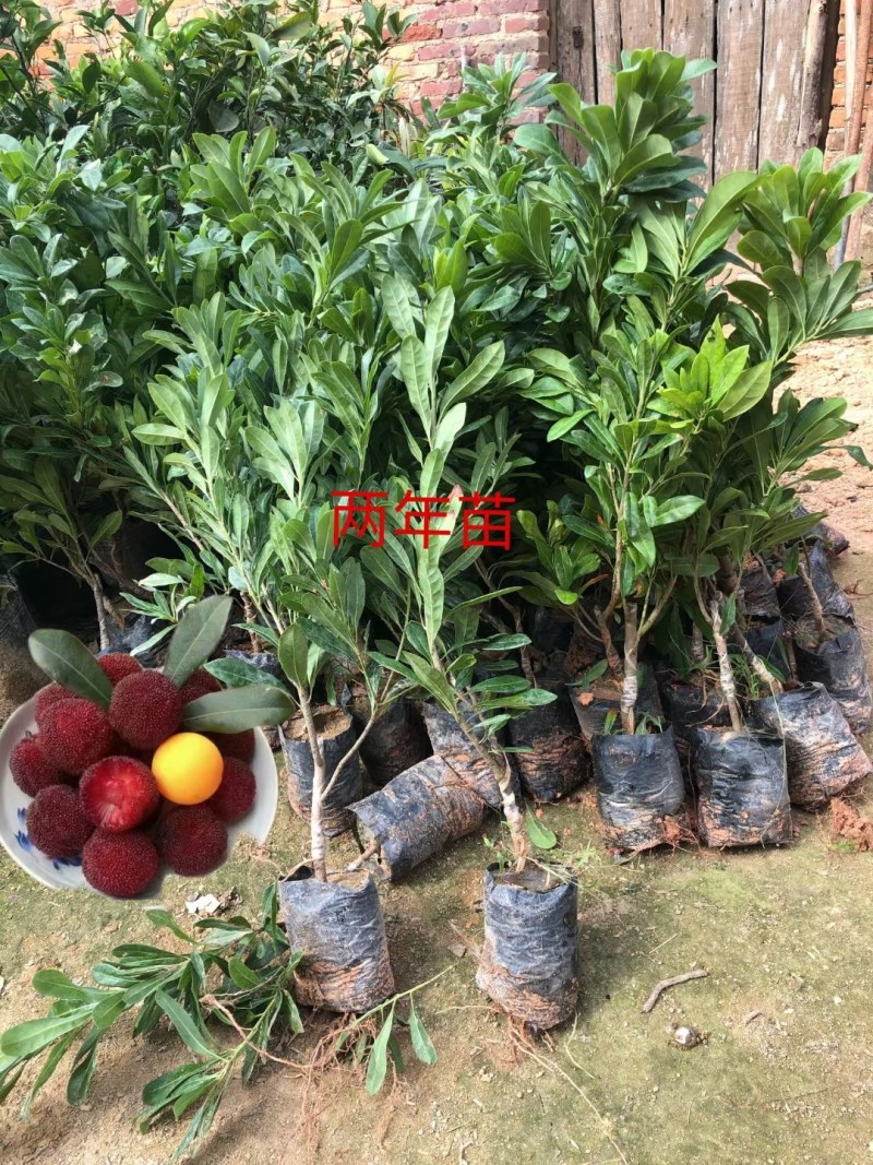 东魁杨梅嫁接苗，耐寒品种，南丶北方都可种植，果子大个又甜