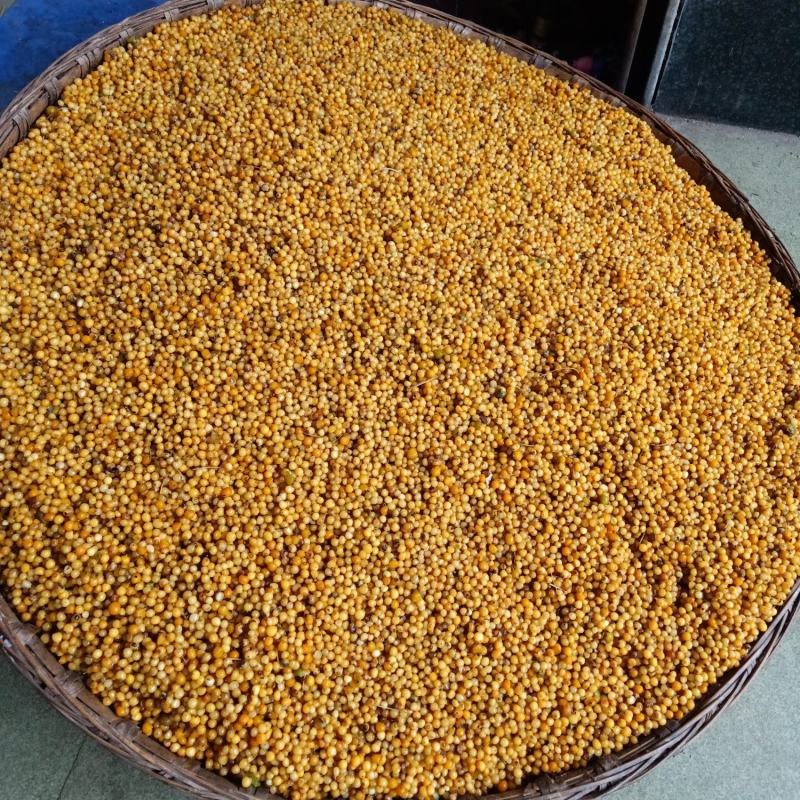 黄精种子，质量保证，期待与你合作鸡头甜黄精种子不倒苗川黄