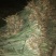 菠萝苗，凤梨南方俗称（旺来），整棵出售，成活率高